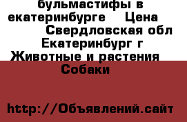 бульмастифы в екатеринбурге. › Цена ­ 30 000 - Свердловская обл., Екатеринбург г. Животные и растения » Собаки   